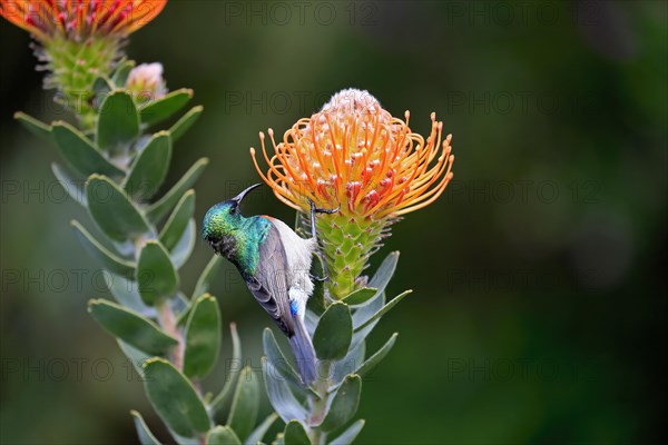 Pincushion Protea