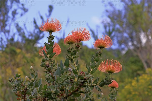 Pincushion Protea