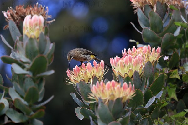 Protea aristata