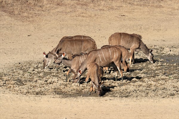 Zambezi Greater Kudu