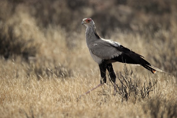 Secretary bird