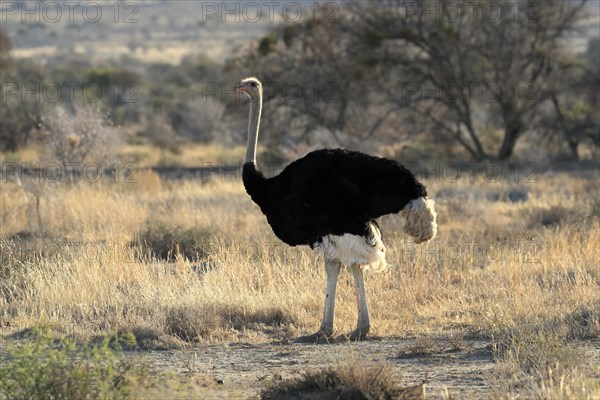 South African ostrich