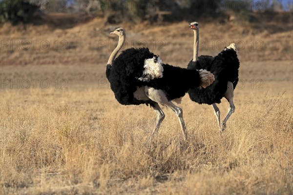 South African ostrich