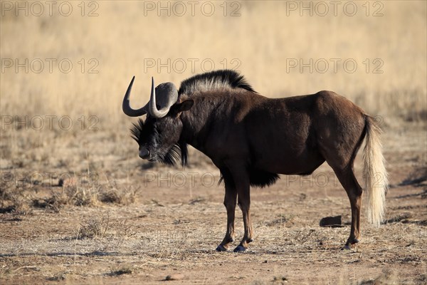 White-tailed gnu