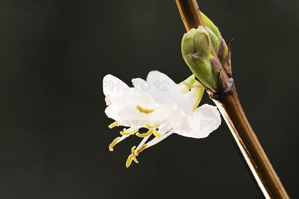 Winter-scented hedge cherry