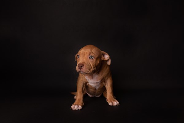 Puppy American Pit Bull Terrier sit on black background in studio