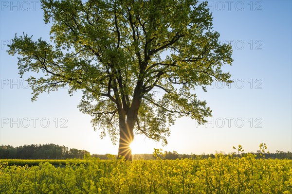 English oak