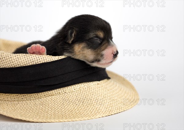 Ten days old puppies of the Welsh Corgi Pembroke