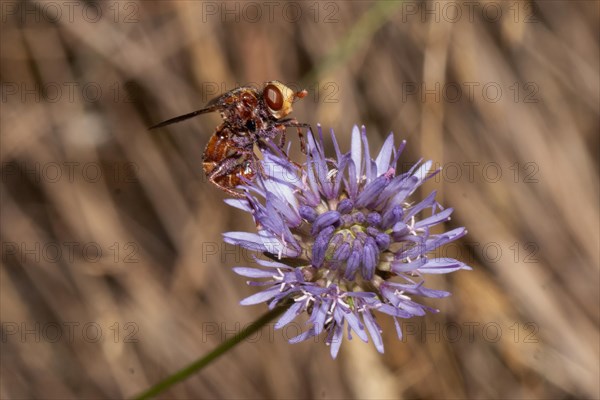 Common broad-headed blowfly hanging on purple flower seen right