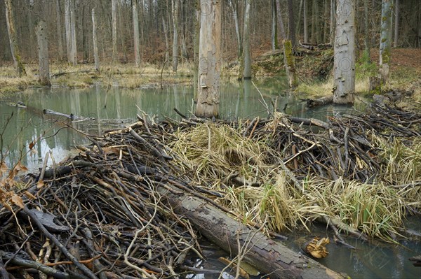 A beaver