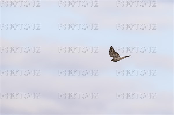 Eurasian sparrowhawk