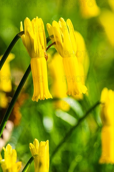 Cyclamen-flowered Daffodil
