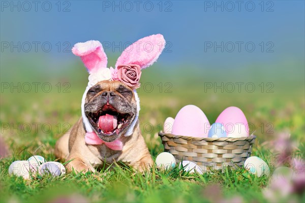 Funny Easter French Bulldog dog with rabbit costume ears next to easter eggs