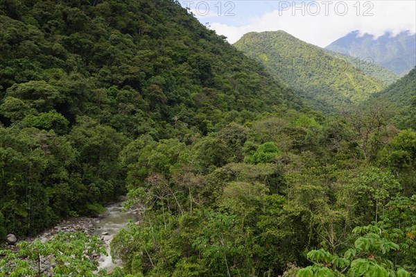 Tropical Cloud Forest landscape