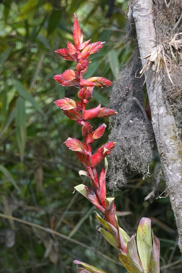 Blooming bromelia