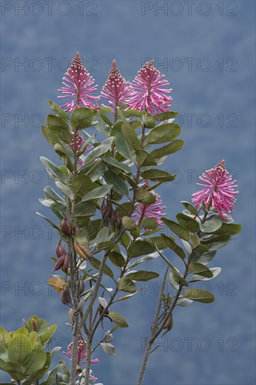 Oreocallis grandiflora