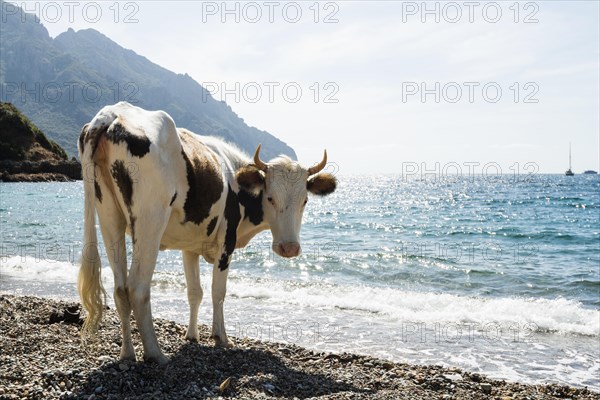 Cow on the beach