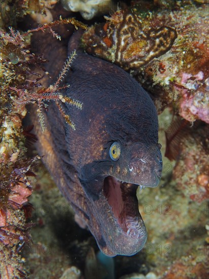 Masked moray