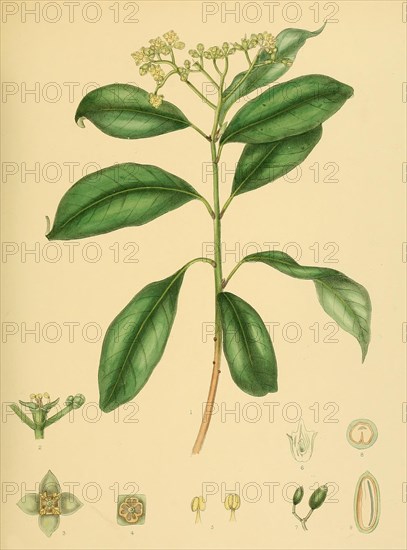 Mastixia tetrandra