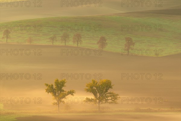 Beautiful Moravian fields with avenues of trees shrouded in morning fog. Czech Republic