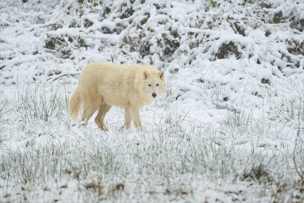 Alaskan tundra wolf