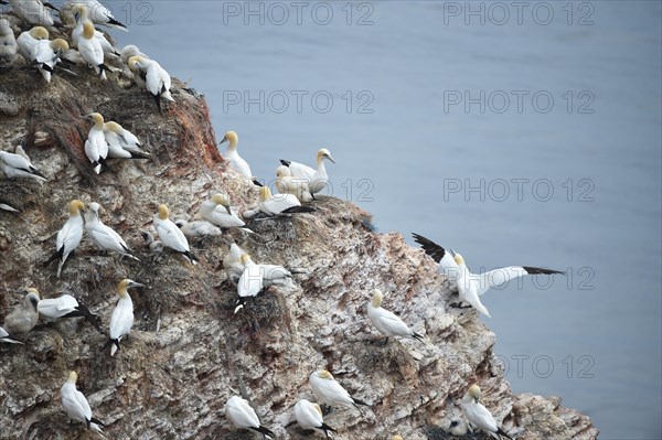 Northern gannet