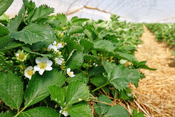 Blooming strawberry fruit plants with withe flowers under tunnel dome greenhouse