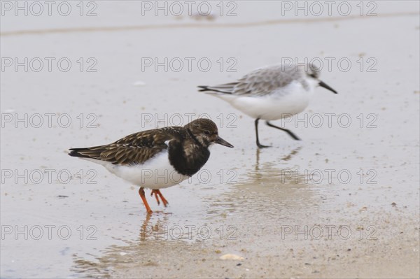 Ruddy turnstone