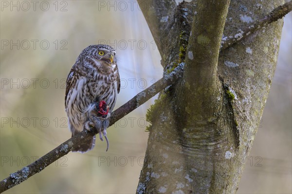 Pygmy Owl