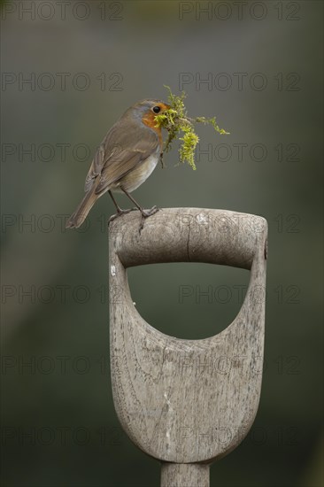 European robin