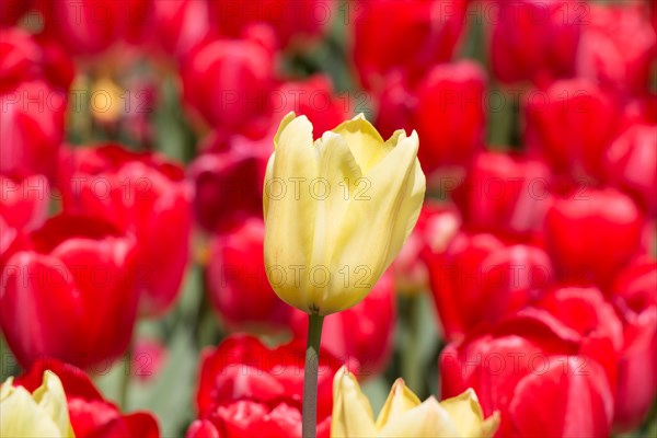 Outstanding colorful tulip flower bloom in the spring garden