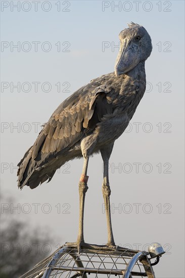 Shoebill