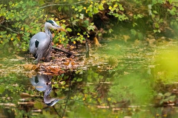 Grey heron