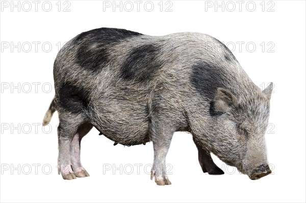 Young Vietnamese Pot-bellied pig