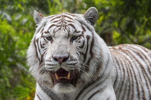 White tiger