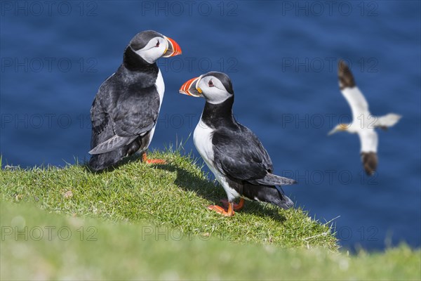 Two Atlantic puffins