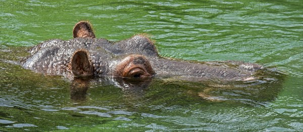 Submerged common hippopotamus