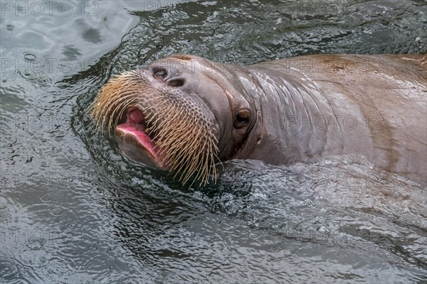 Walrus