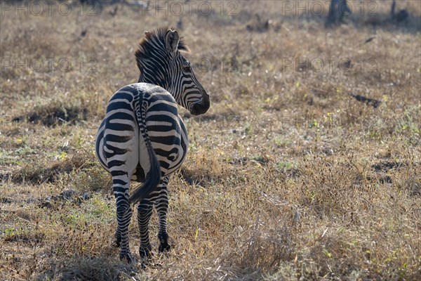 Plains Zebra of the subspecies crawshay's zebra