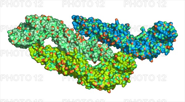 Dengue Virus Molecule