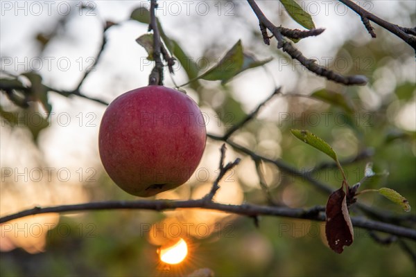 Ripe red apple