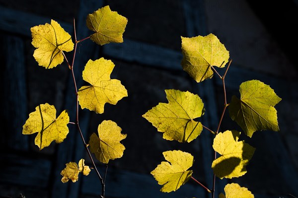 Autumnal yellow coloured vine leaves