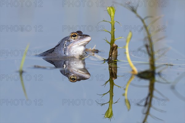 Blue moor frog