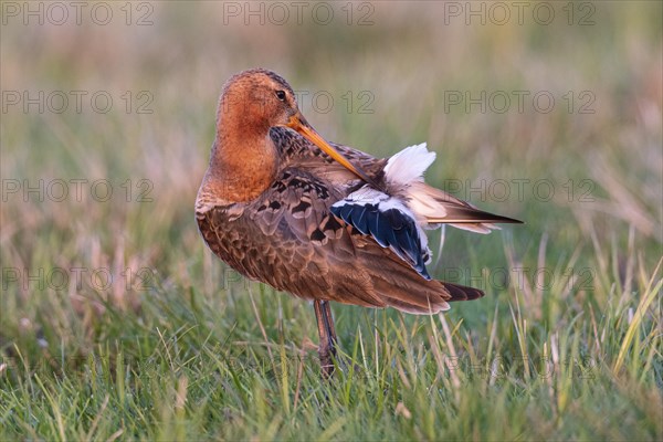 Black-tailed Godwit