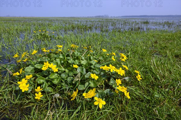 Marsh marigold