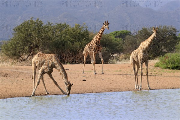Southern giraffe
