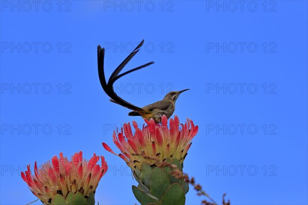 Cape sugarbird