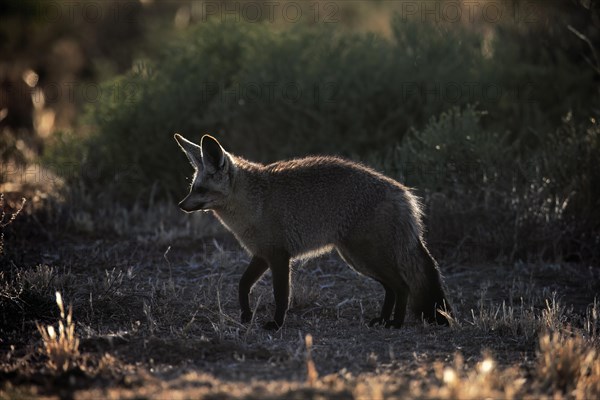 Bat-eared fox