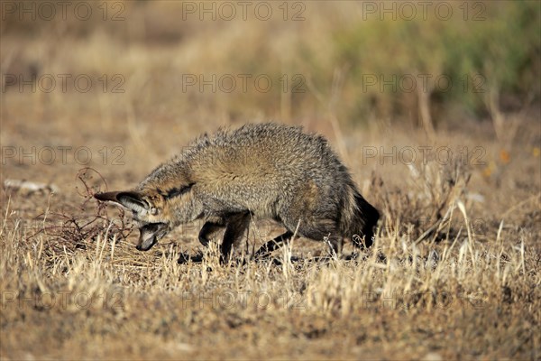 Bat-eared fox