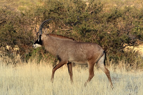 Roan antelope